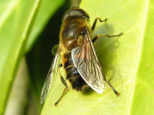 Eristalis similis